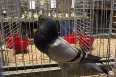 IMG-20191017-WA0008