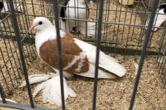 IMG-20191017-WA0011