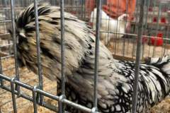 IMG-20191017-WA0012