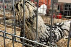 IMG-20191017-WA0014
