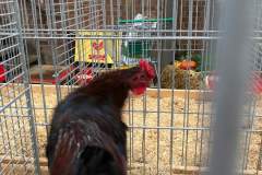 IMG-20191017-WA0020