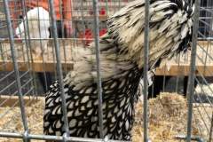 IMG-20191017-WA0025