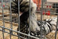 IMG-20191017-WA0027