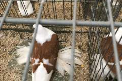 IMG-20191017-WA0028