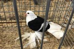 IMG-20191017-WA0029