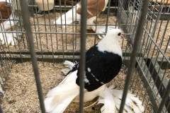 IMG-20191017-WA0030