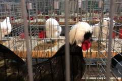 IMG-20191017-WA0152